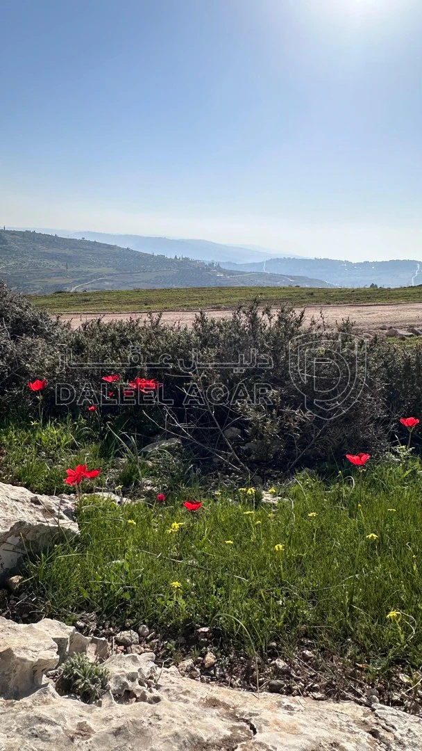 أرض في عمان - العال و الروضة  - 60,000 دأ - صورة 1